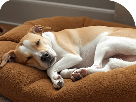 Heated comfy kennels