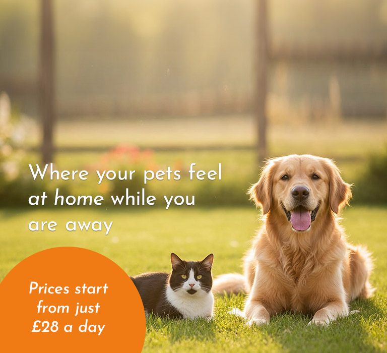 Where your pets feel at home while you are away
