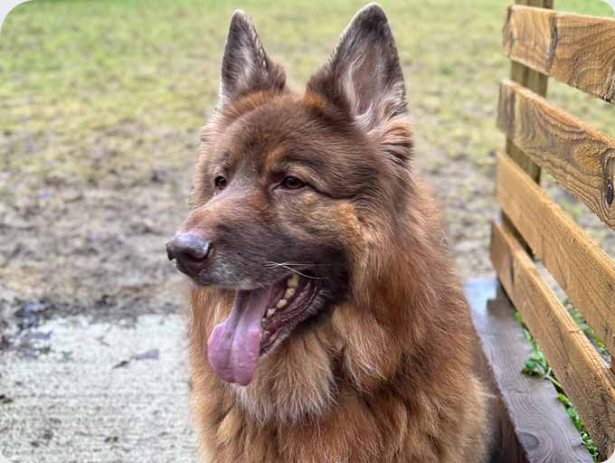 Kennels dog guest 13