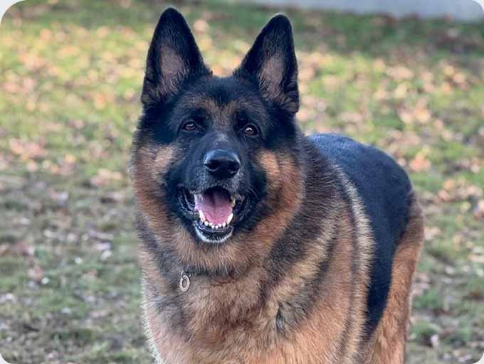 Kennels dog guest 14