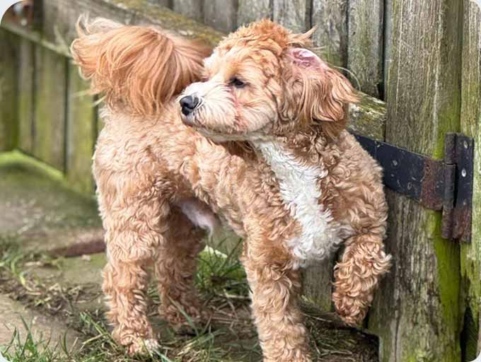 Kennels dog guest 15