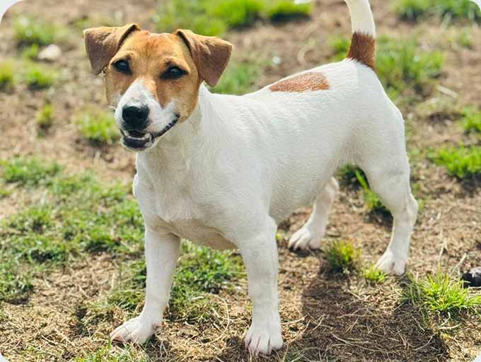 Kennels dog guest 18