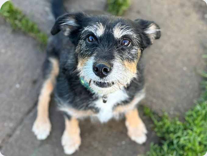 Kennels dog guest 19