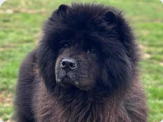 Kennels dog guest 20