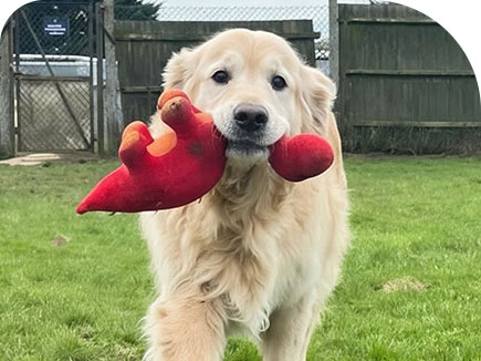 Endless play and exercise