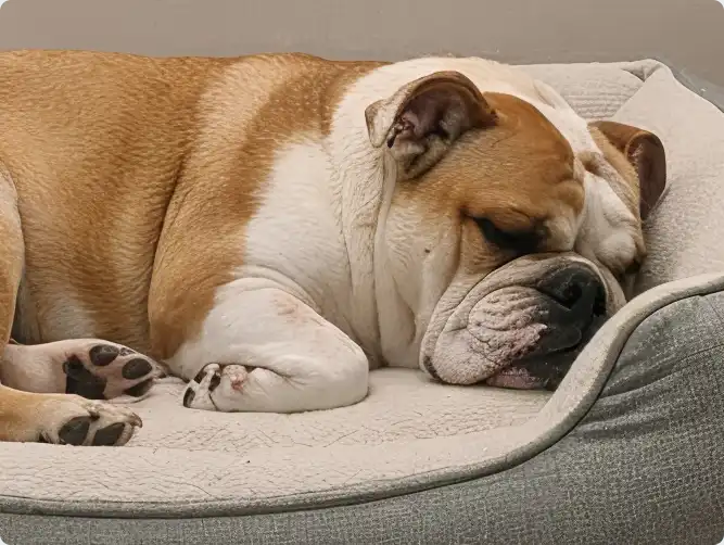 Sleeping Bulldog