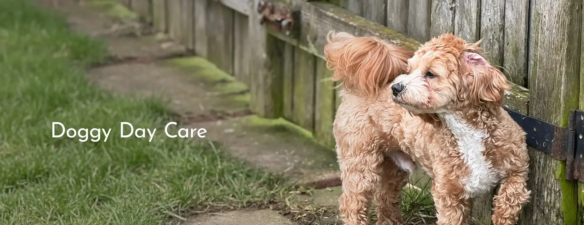 We now offer Doggy Day Care for your pet