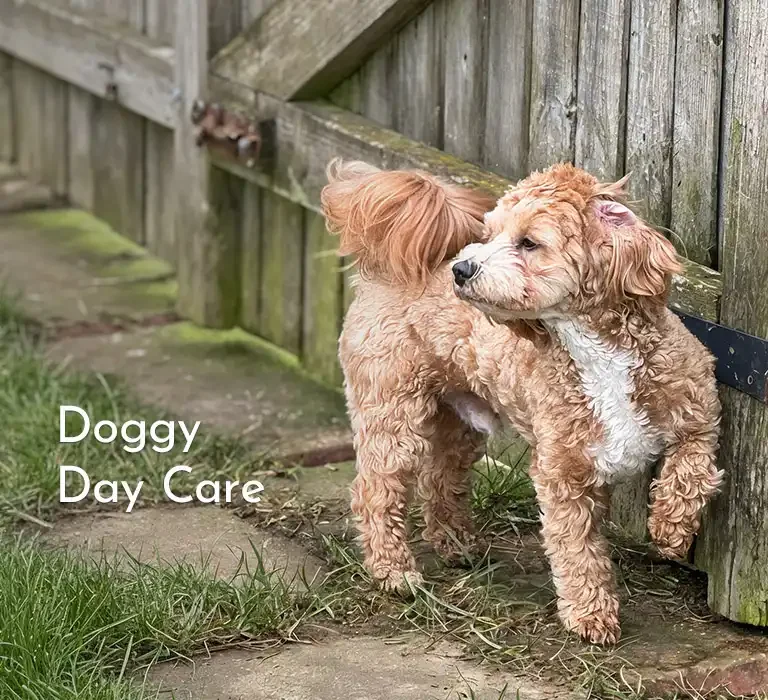 We now offer Doggy Day Care for your pet